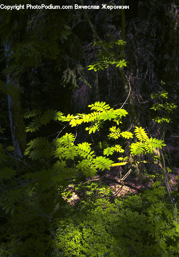 Fern, Plant, Outdoors, Pond, Water, Conifer, Fir