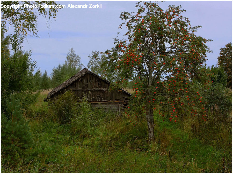 Cabin, Hut, Rural, Shack, Shelter, Building, Cottage