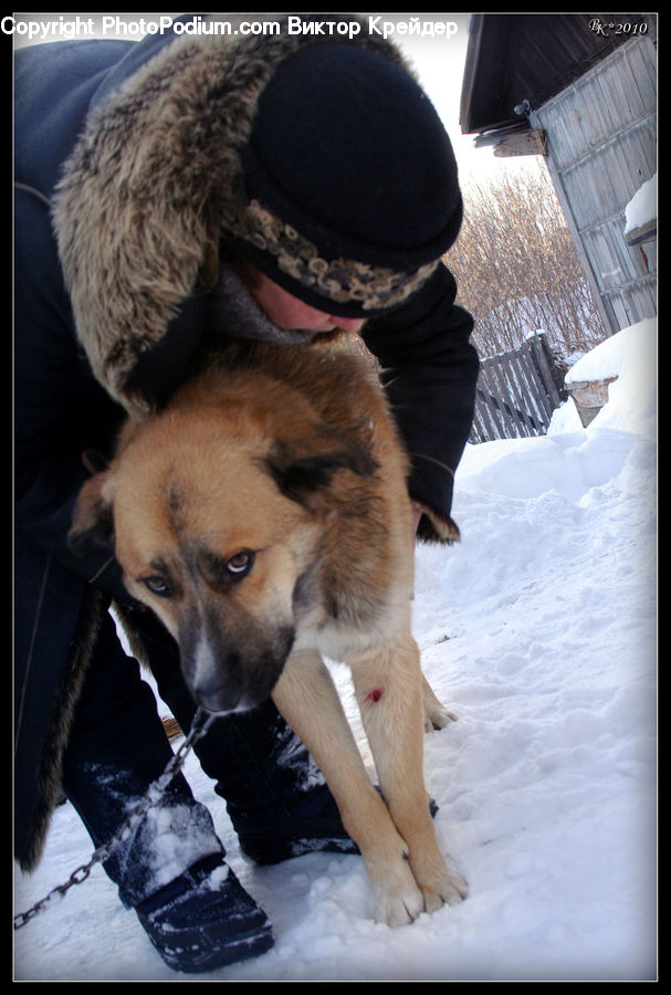 Animal, Canine, Dog, Husky, Mammal, Pet, German Shepherd
