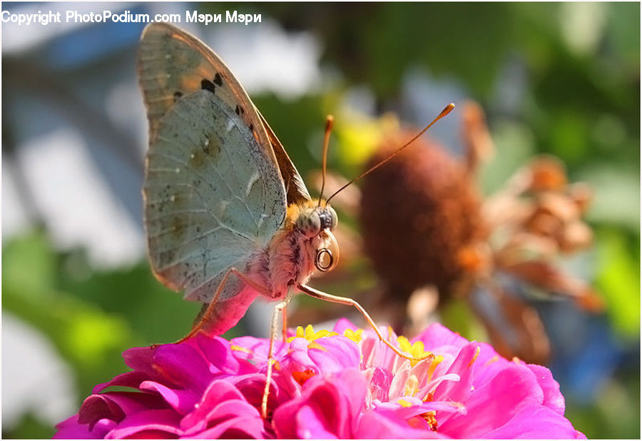 Butterfly, Insect, Invertebrate, Flora, Pollen, Anisoptera, Dragonfly