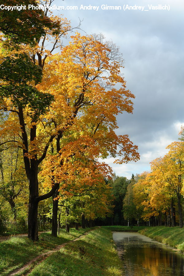 Oak, Tree, Wood, Forest, Grove, Land, Plant
