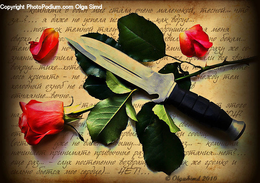 Gift, Paper, Diary, Text, Blossom, Flower, Plant