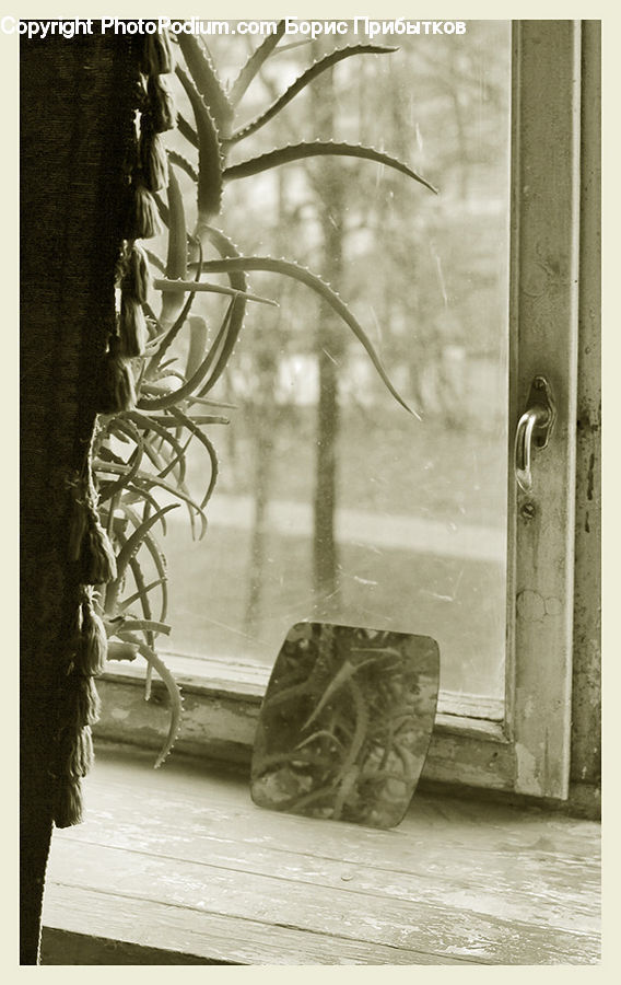 Plant, Potted Plant, Art, Modern Art