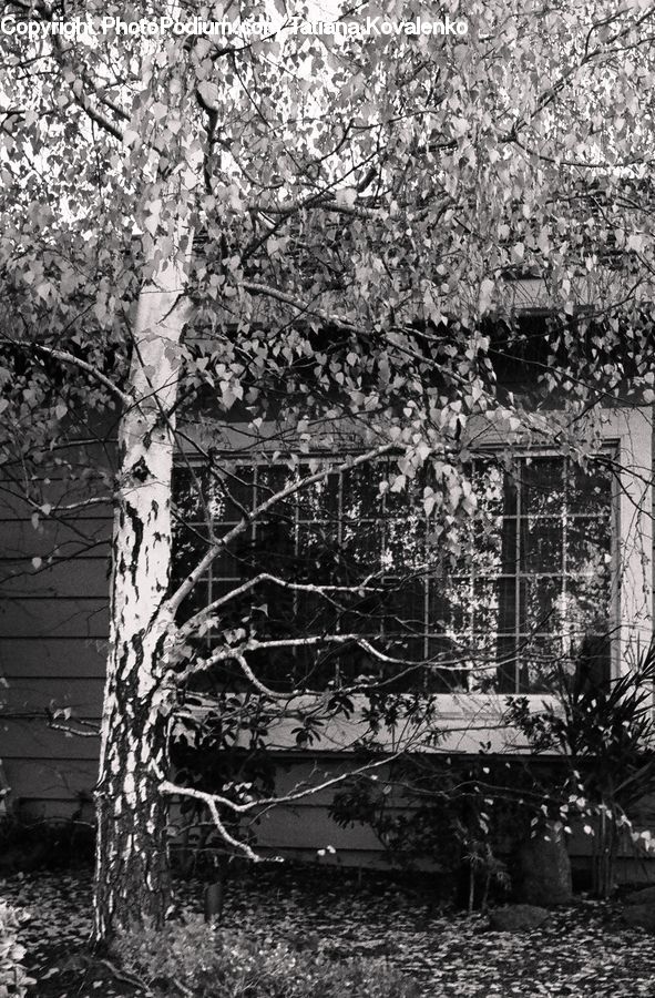 Plant, Potted Plant, Birch, Tree, Wood, Bench, Ivy