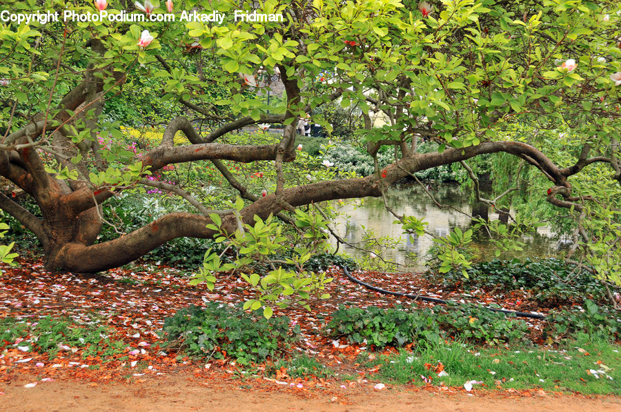 Oak, Tree, Wood, Forest, Grove, Land, Ivy