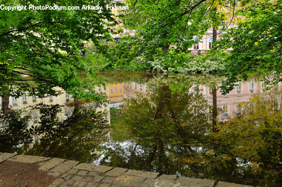 Outdoors, Pond, Water, Soil, Plant, Tree, Blossom