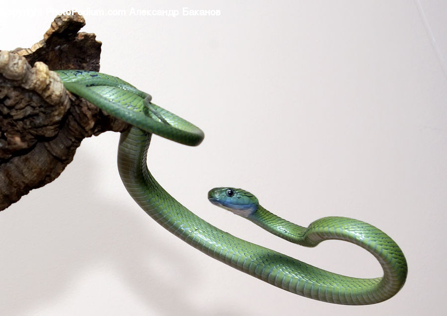 Green Snake, Reptile, Snake