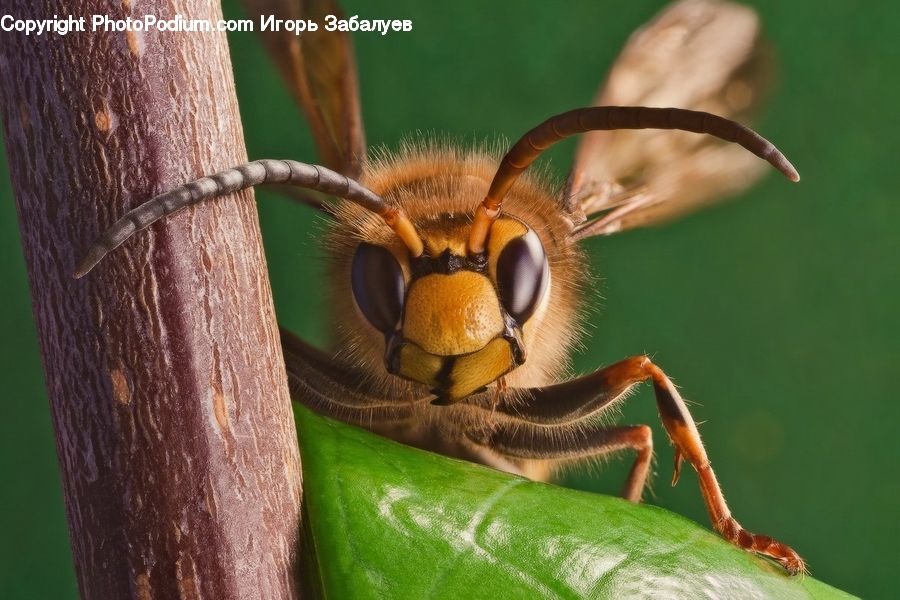 Bee, Hornet, Insect, Invertebrate, Wasp, Cricket Insect, Grasshopper