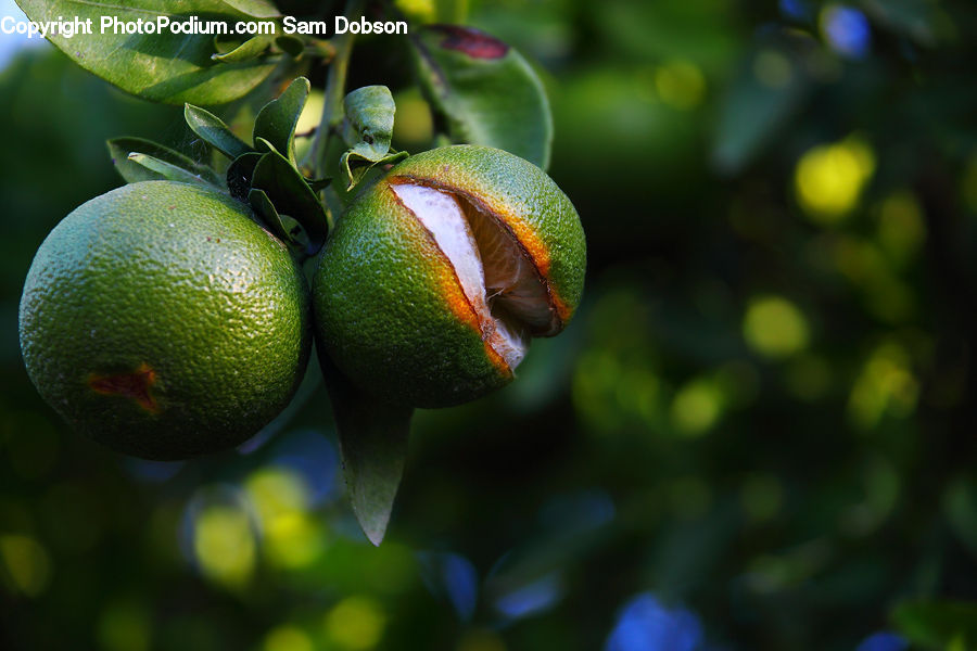 Citrus Fruit, Fruit, Grapefruit, Blossom, Flora, Flower, Plant