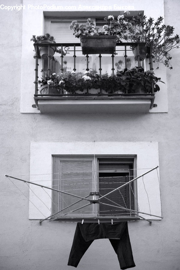 Plant, Potted Plant, Bench, Bonsai, Tree