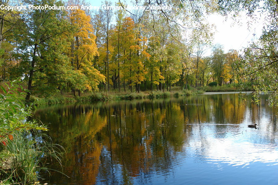 Fiber, Flax, Flora, Flower, Plant, Outdoors, Pond