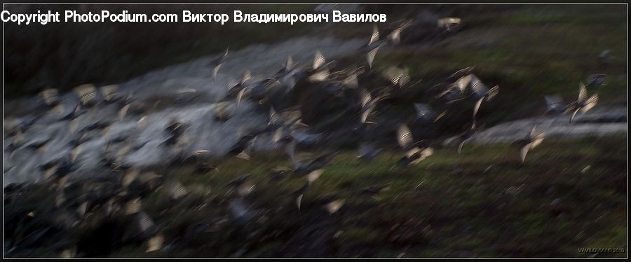 Bird, Waterfowl