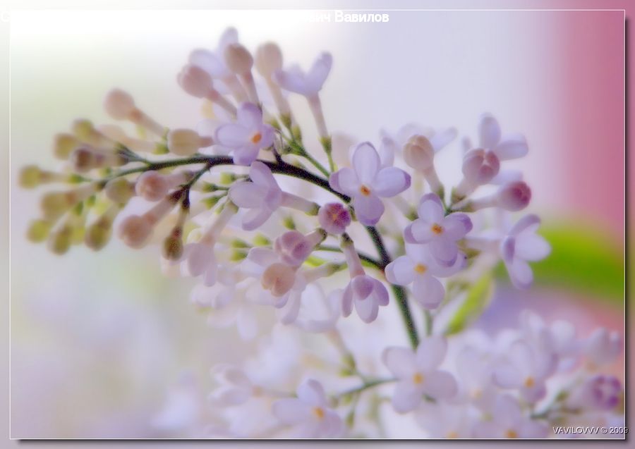Blossom, Cherry Blossom, Flower, Flora, Plant, Petal, Lilac