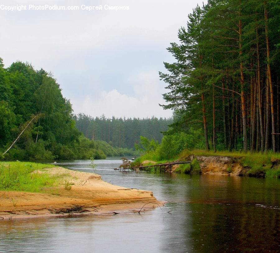 Creek, Outdoors, River, Water, Forest, Vegetation, Conifer