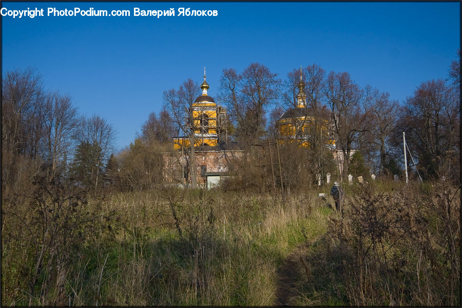 Birch, Tree, Wood, Architecture, Bell Tower, Clock Tower, Tower
