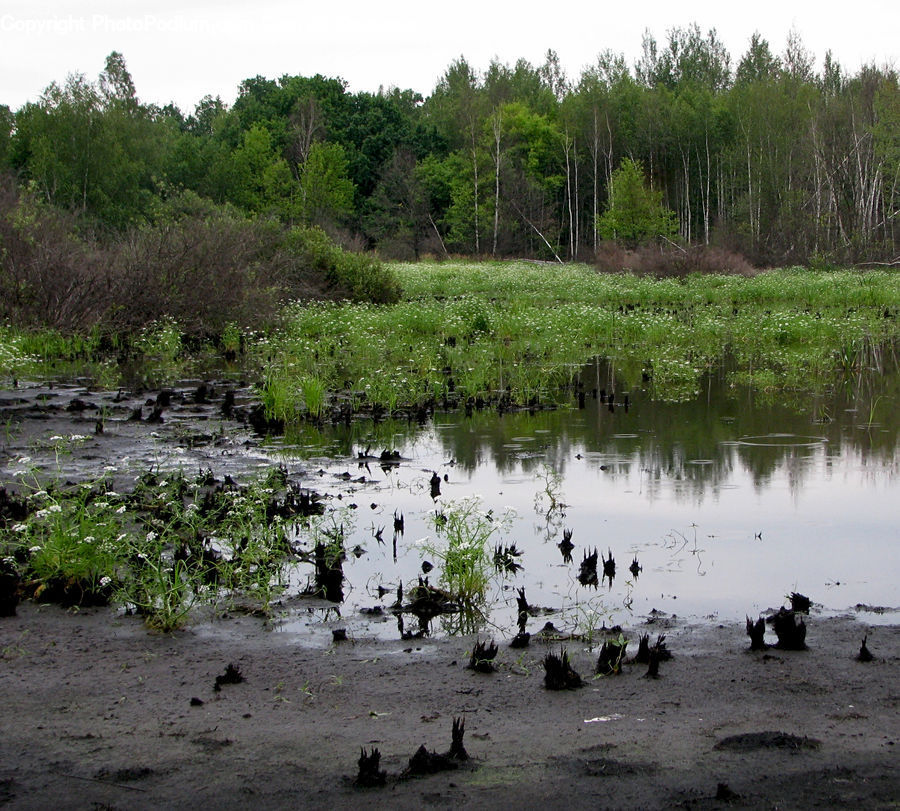 Land, Marsh, Outdoors, Swamp, Water, Bush, Plant