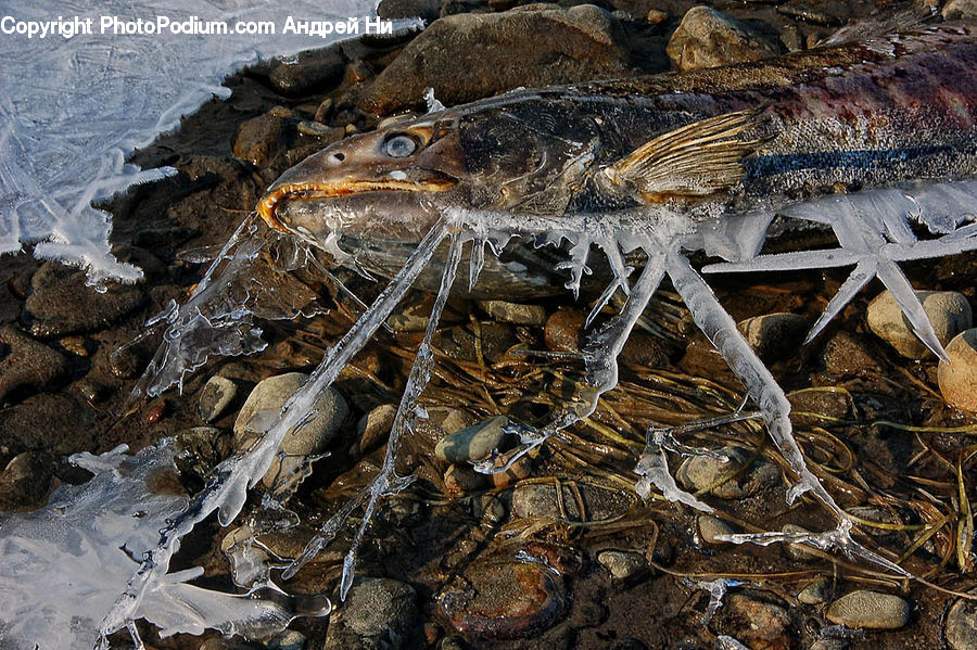 Invertebrate, Sea Life, Starfish, Ice, Outdoors, Snow, Arachnid