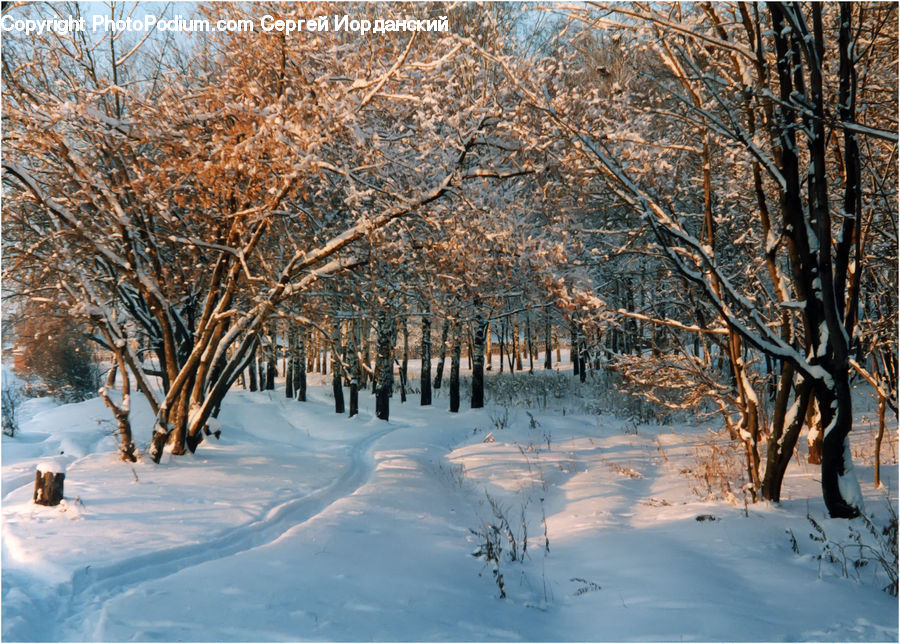 Ice, Outdoors, Snow, Landscape, Nature, Scenery, Birch