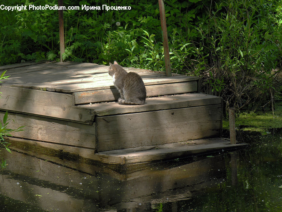 Animal, Cat, Mammal, Pet, Bench, Adorable, Park Bench