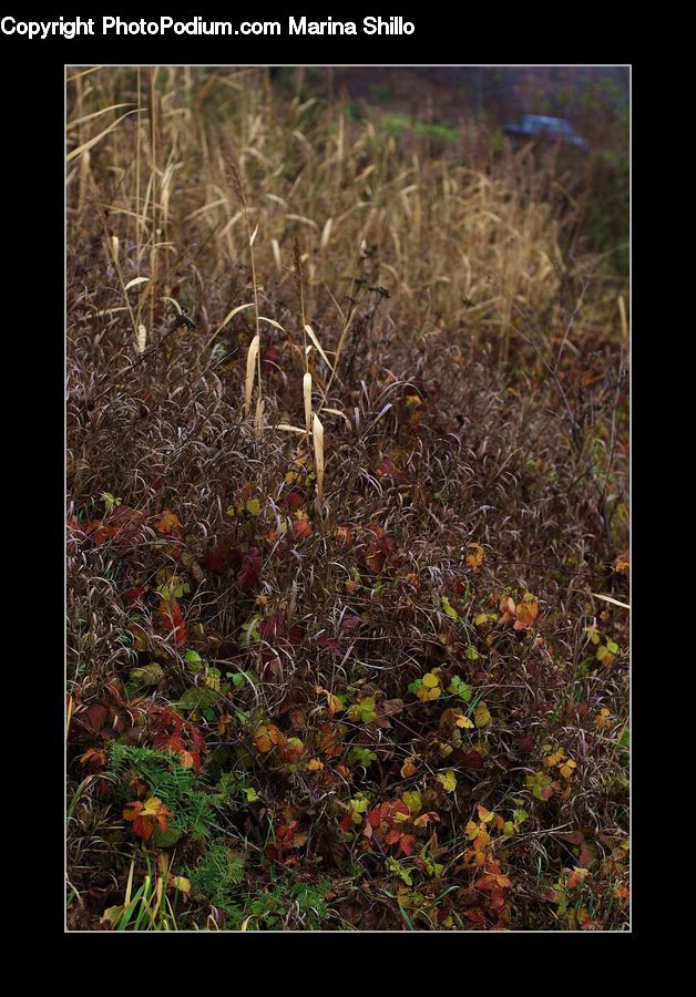 Plant, Potted Plant, Field, Grass, Grassland, Blossom, Flora