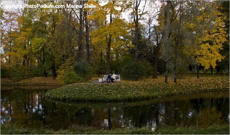 Outdoors, Pond, Water, Park, Fountain, Forest, Grove