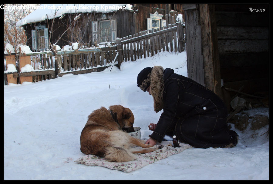 Animal, Chow, Dog, Pet