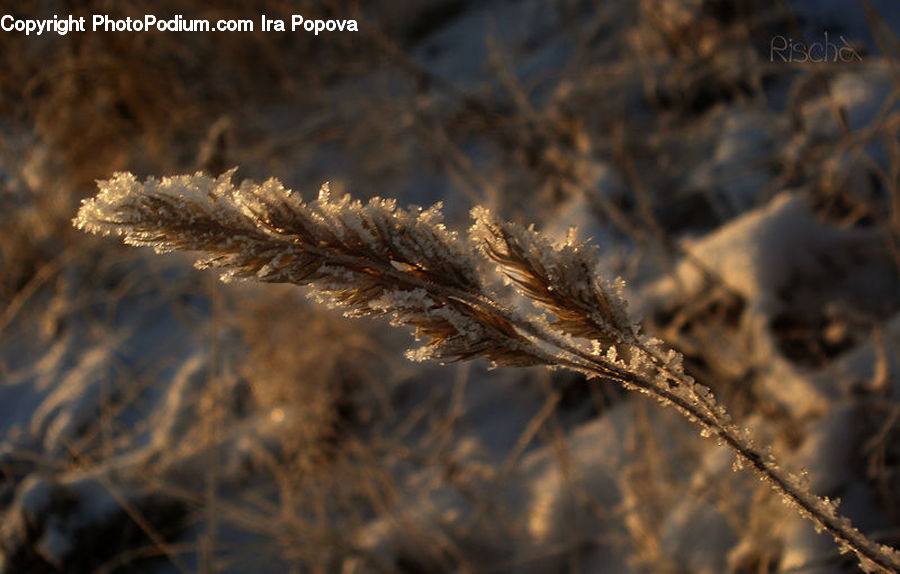 Field, Grass, Grassland, Plant, Frost, Ice, Outdoors