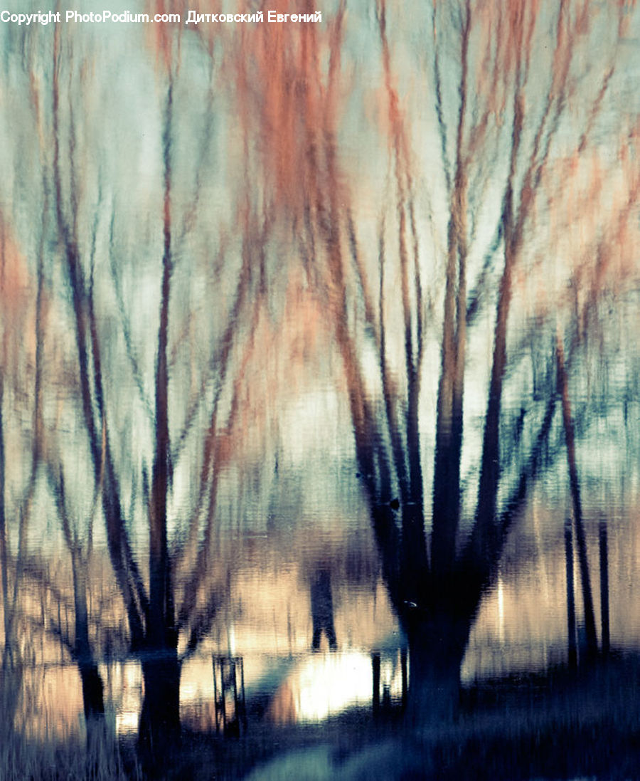 Plant, Tree, Willow, Field, Grass, Grassland, Dawn