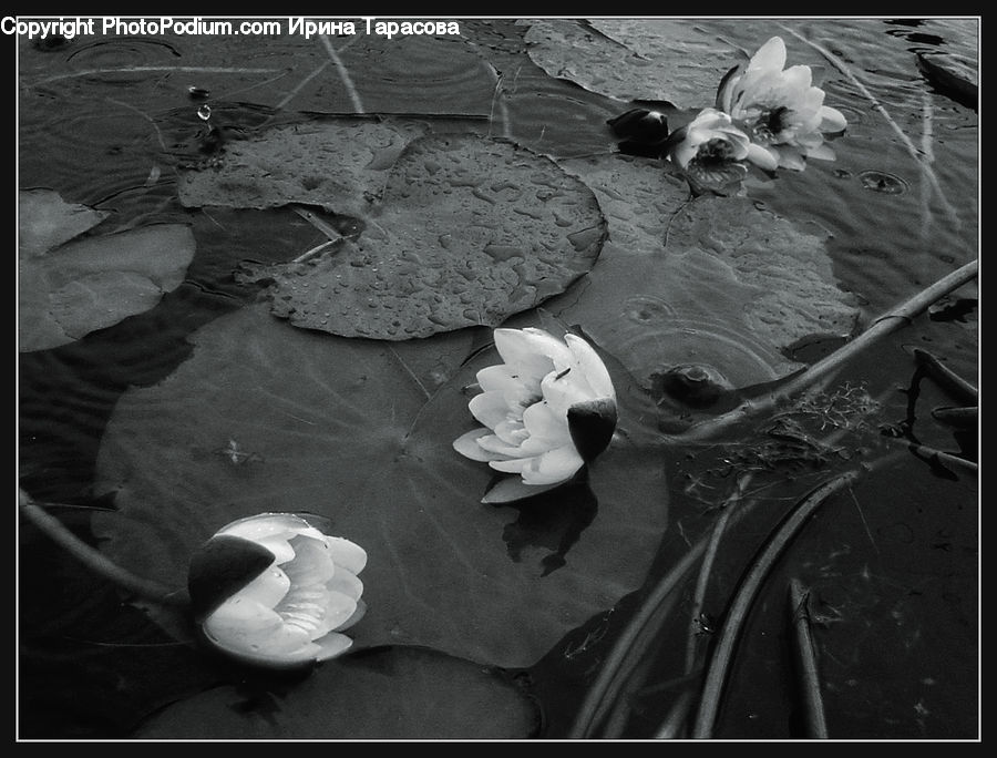 Flower, Lily, Plant, Pond Lily, Bird, Dove, Pigeon