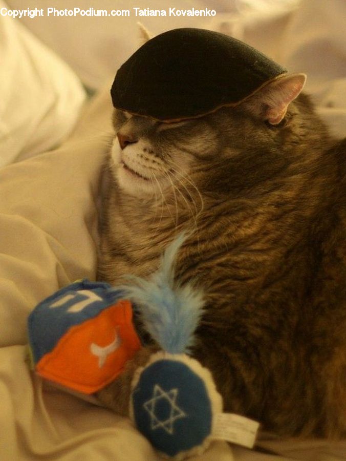 Animal, Cat, Mammal, Manx, Pet, Ball, Sphere