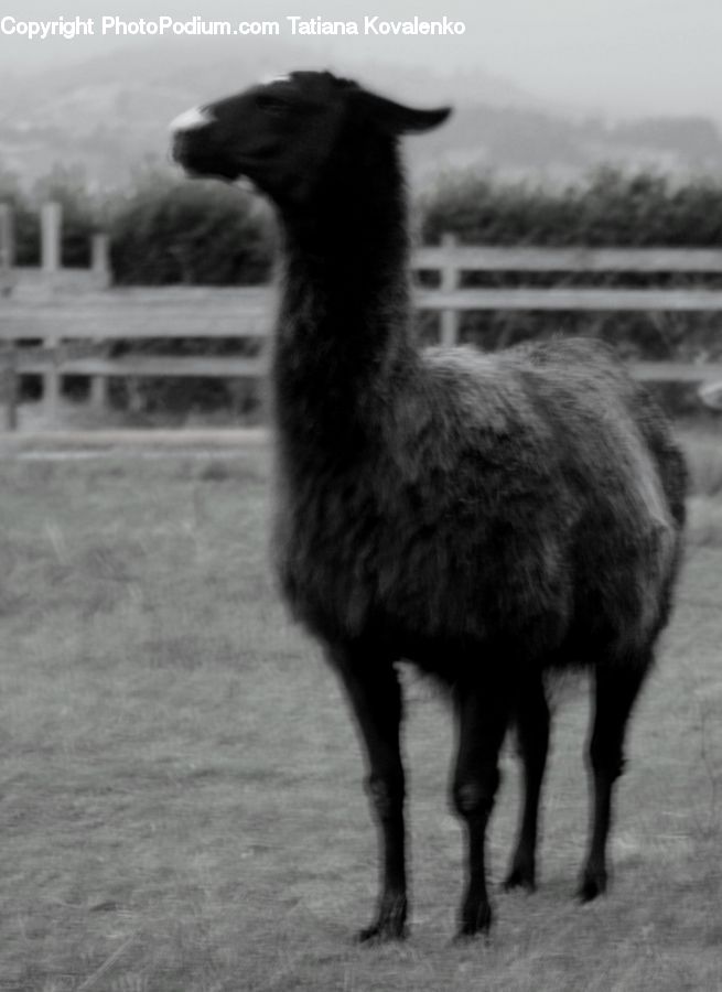 Alpaca, Animal, Llama, Wool, Mammal