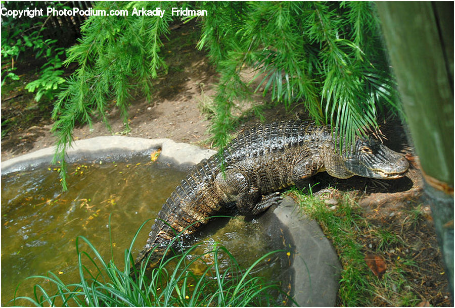 Alligator, Crocodile, Reptile, Box Turtle, Tortoise, Turtle, Iguana