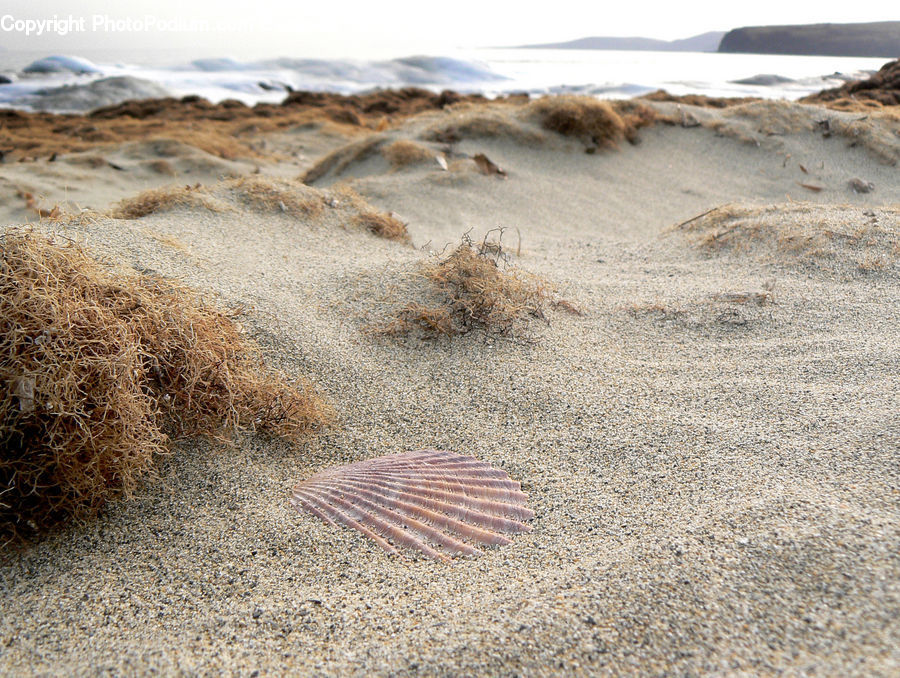 Outdoors, Sand, Soil, Field, Grass, Grassland, Plant