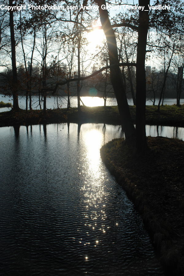 Flare, Light, Sunlight, Plant, Tree, Water, Forest