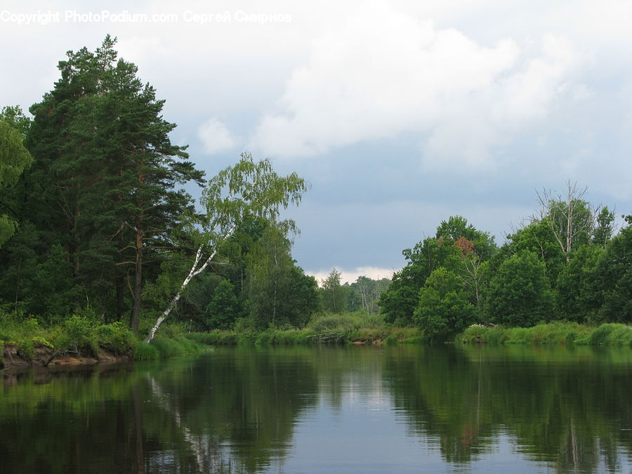Land, Marsh, Outdoors, Swamp, Water, Forest, Vegetation