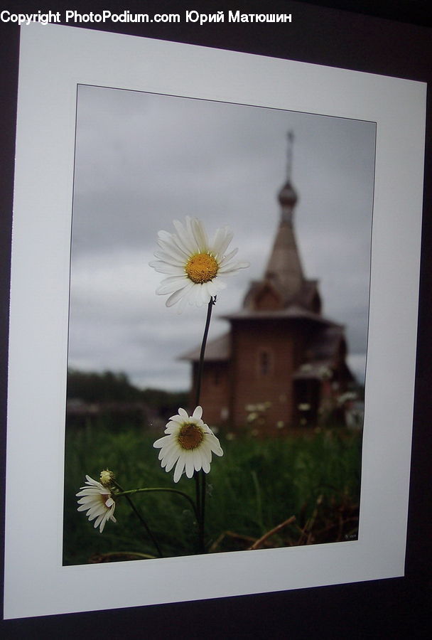 Plant, Potted Plant, Daisies, Daisy, Flower, Cosmos, Fence