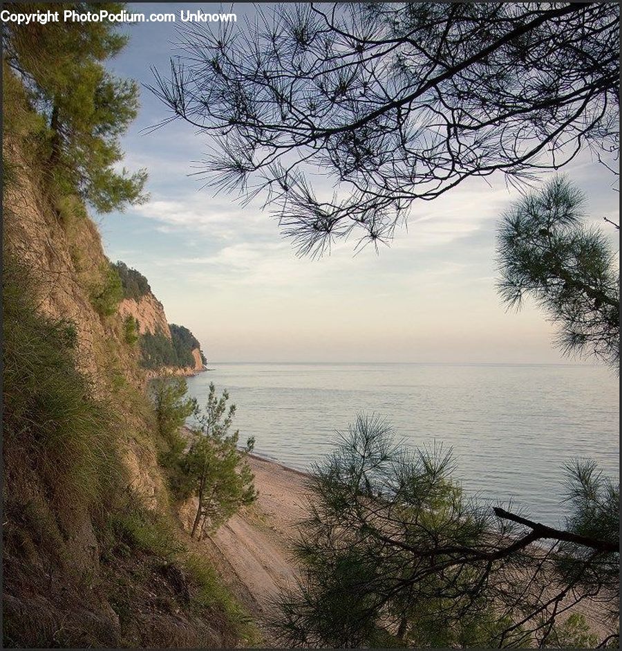Conifer, Fir, Pine, Plant, Spruce, Tree, Larch