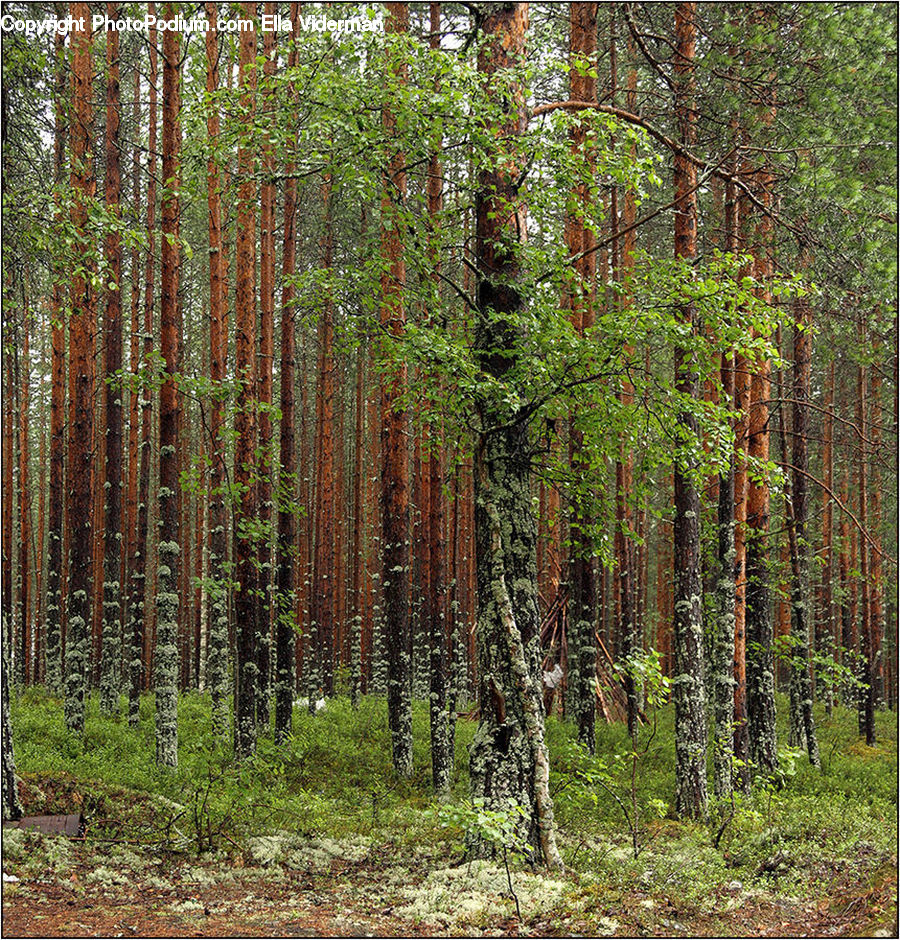 Forest, Vegetation, Conifer, Fir, Plant, Tree, Ivy
