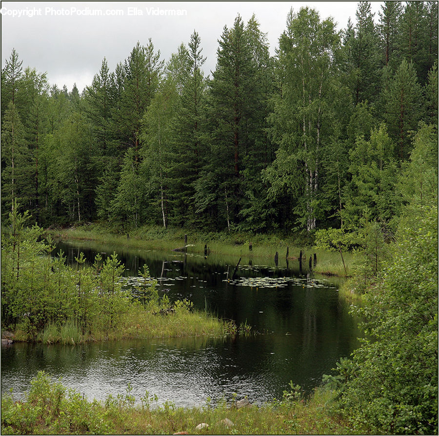 Outdoors, Pond, Water, Conifer, Fir, Plant, Tree
