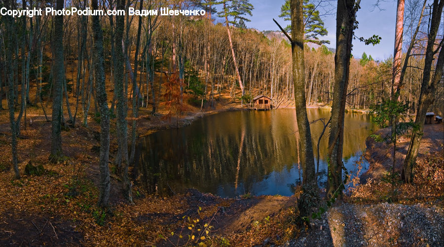 Birch, Tree, Wood, Land, Marsh, Outdoors, Swamp