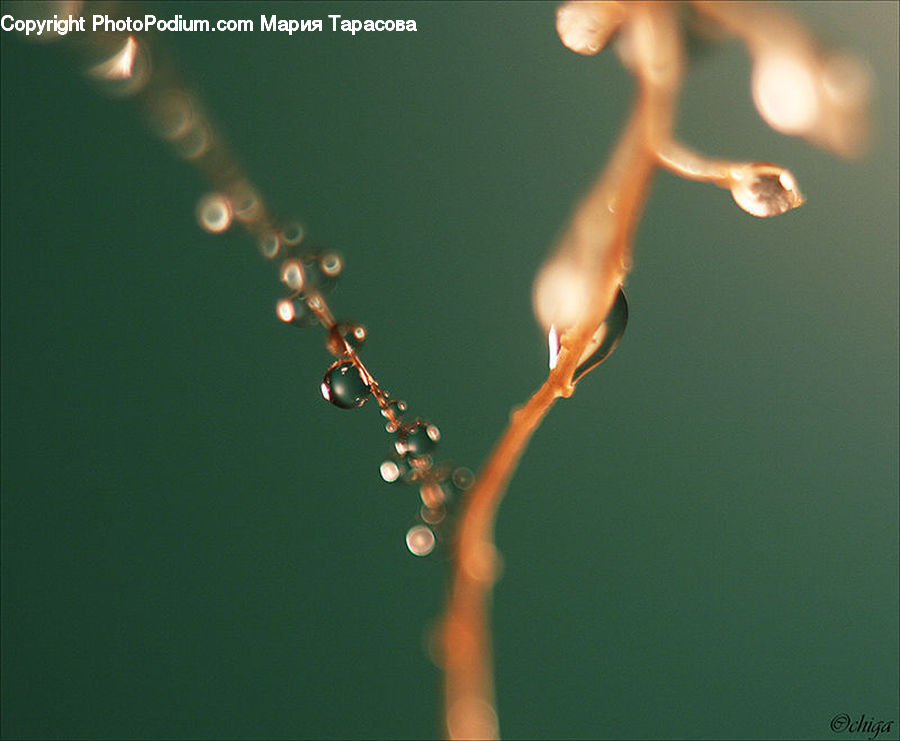 Droplet, Flare, Light, Sunlight