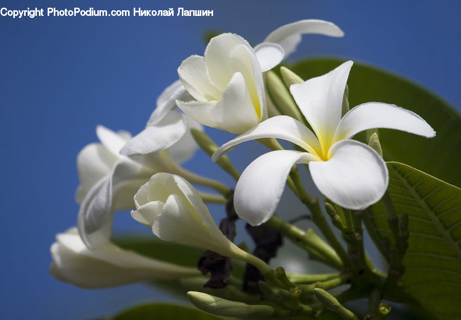 Blossom, Flora, Flower, Plant, Gladiolus, Flower Arrangement, Flower Bouquet