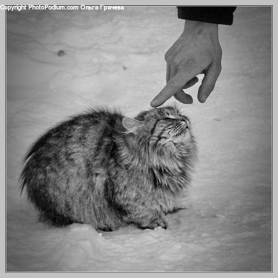 Animal, Bunny, Mammal, Rabbit, Rodent, Person, Portrait
