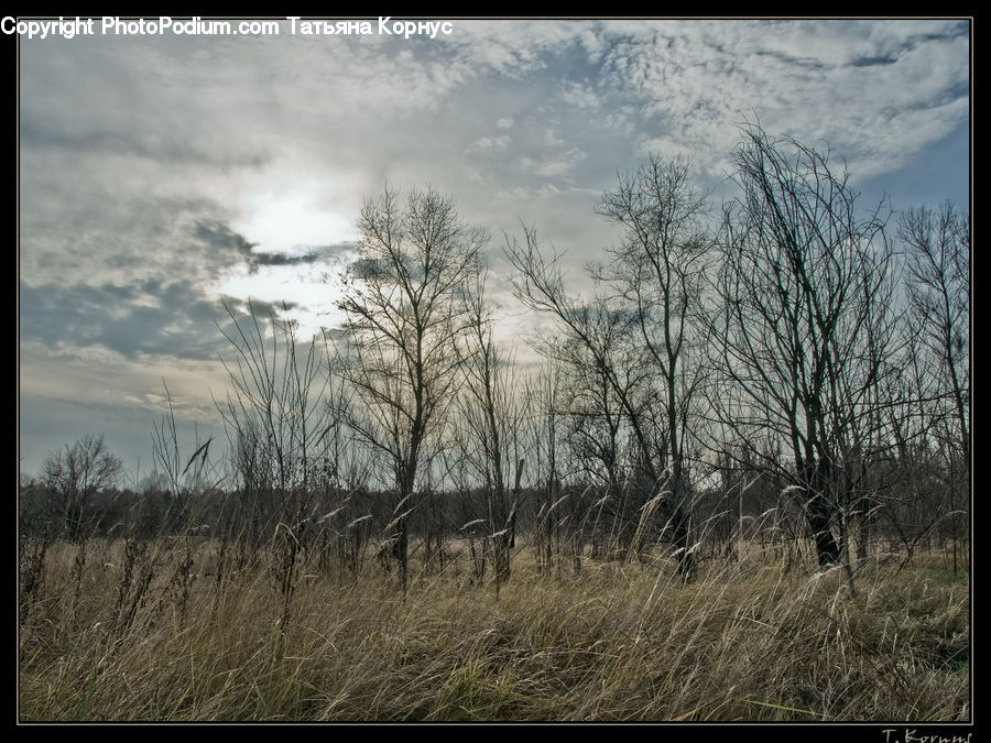 Field, Grass, Grassland, Land, Outdoors, Plant, Reed