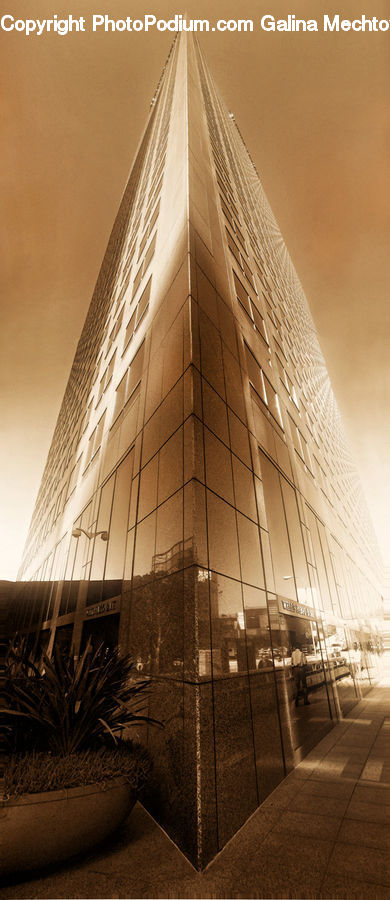 Plant, Potted Plant, Building, Floor, Flooring, Office Building, Hardwood