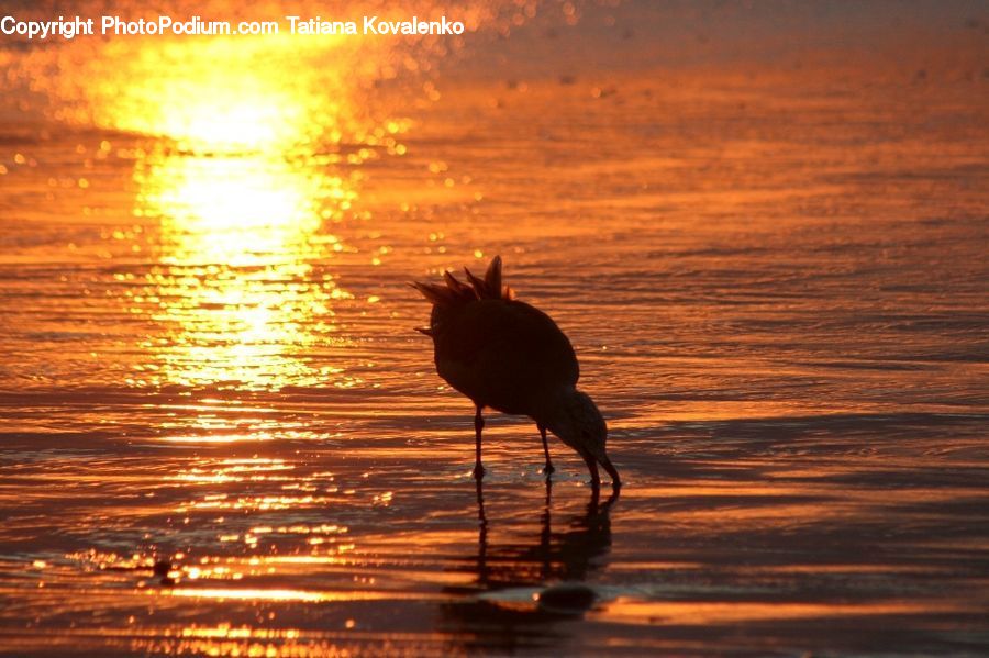 Bird, Crane Bird, Heron, Outdoors, Ripple, Water, Flare