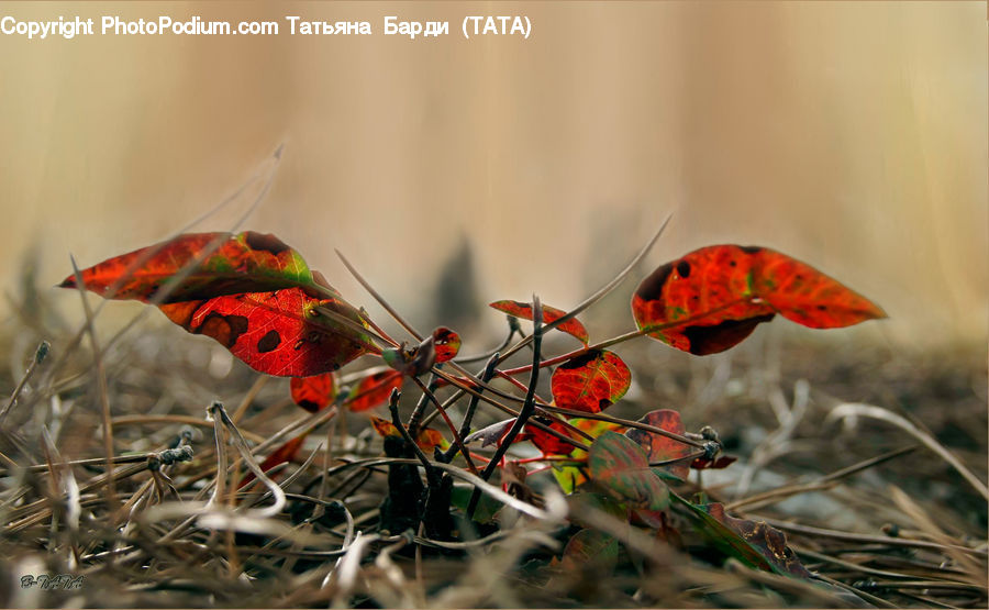 Butterfly, Insect, Invertebrate, Blossom, Flora, Flower, Plant