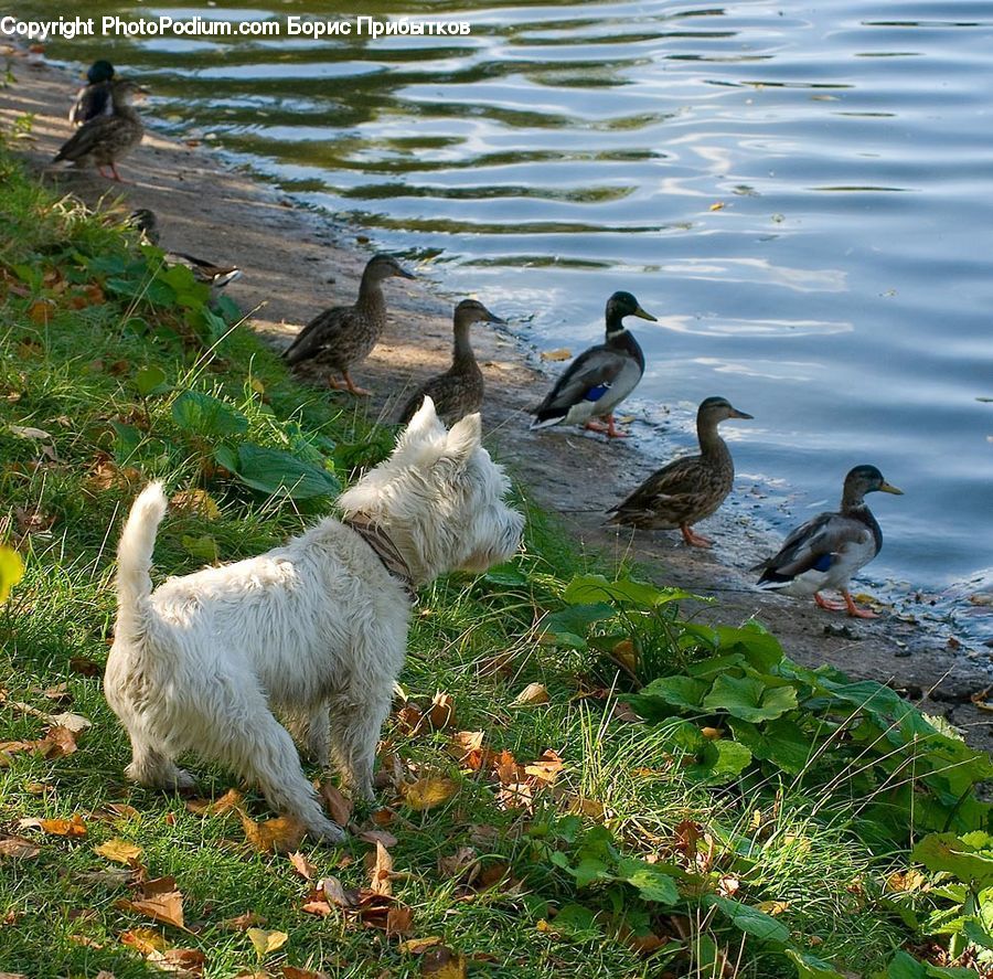 Bird, Goose, Waterfowl, Animal, Canine, Dog, Mammal