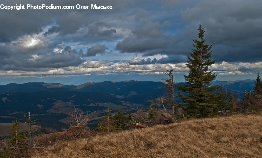 Conifer, Fir, Plant, Tree, Larch, Wood, Field