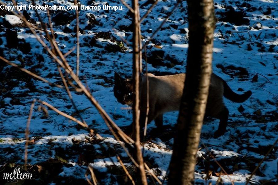 Animal, Bear, Black Bear, Mammal, Birch, Tree, Wood